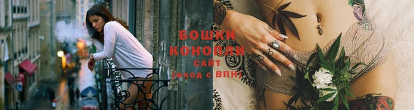 сатива Беломорск